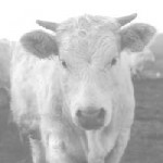 Vache