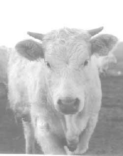 Vache