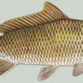 800px-Common_carp