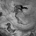 lignes-de-vie-arbre-jean-yves-fick-2